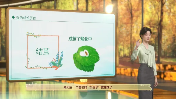 蚕的成长微课